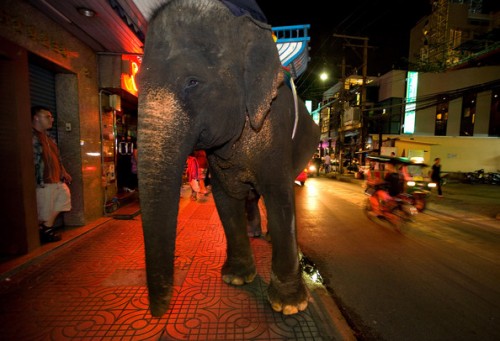 Bangkok elephant